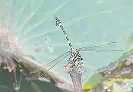 蜻蜓圖片