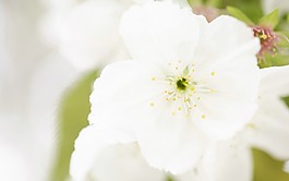 位圖 插畫 植物 花卉 花朵 免費素材