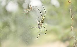 蜘蛛圖片
