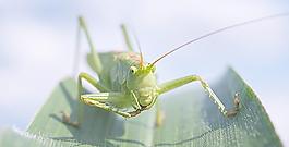 蚱蜢圖片