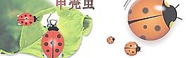 甲殼蟲圖片