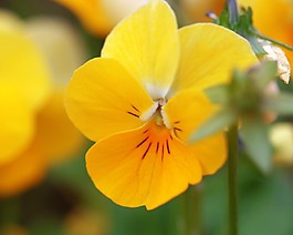 位圖 植物攝影 花卉 花朵 免費素材