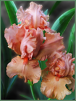 位圖 植物攝影 花卉 花朵 免費素材