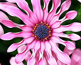 位圖 植物攝影 花卉 花朵 免費素材