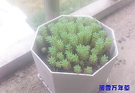 薄雪萬(wàn)年草圖片