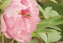 蜜蜂 勤勞圖片