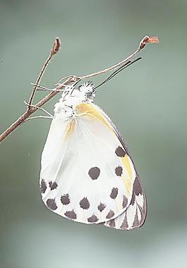 蝴蝶彩蝶圖片