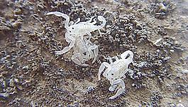 小蝎子圖片