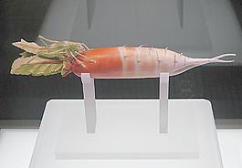 昆蟲玉蘿卜圖片