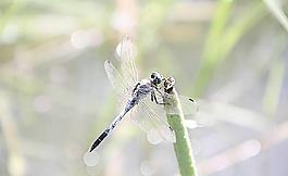 蜻蜓圖片
