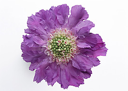位圖 植物攝影 花卉 花朵 免費(fèi)素材