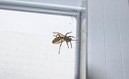 大黃蜂圖片