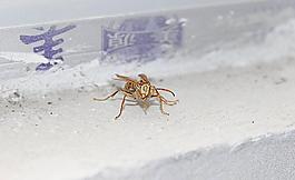 大黃蜂圖片