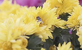 菊花圖片