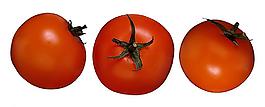 番茄圖片