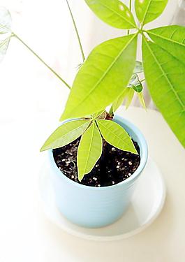 綠色植物 發(fā)財樹圖片