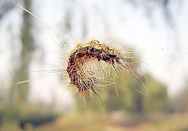 毛毛蟲圖片
