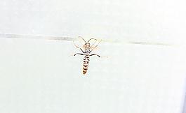 大黃蜂圖片