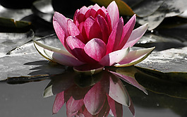 位圖 植物攝影 花卉 花朵 免費素材