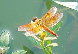 蜻蜓圖片