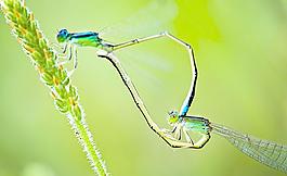 蜻蜓圖片