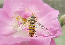 蜜蜂 薔薇 花朵圖片