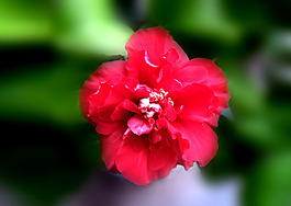 位圖 植物攝影 花卉 花朵 免費(fèi)素材