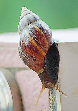 蝸牛圖片