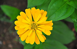 位圖 植物攝影 花卉 花朵 免費(fèi)素材