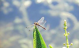 紅蜻蜓圖片