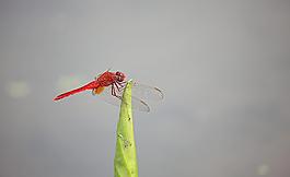 蜻蜓圖片