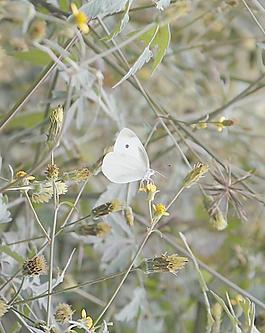 小蝴蝶圖片