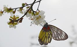 蝴蝶戀梅花圖片