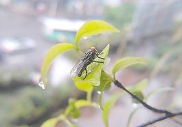 蒼蠅圖片