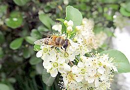 蜜蜂圖片