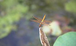 蜻蜓圖片