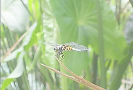 蜻蜓圖片