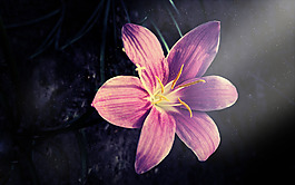 位圖 植物攝影 花卉 花朵 免費(fèi)素材