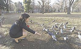 喂鴿子的女人圖片
