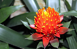 位圖 植物攝影 花卉 花朵 免費素材