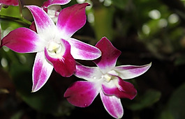 位圖 植物攝影 花卉 花朵 免費素材