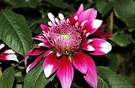 位圖 植物攝影 花卉 花朵 免費(fèi)素材