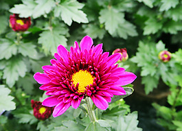 位圖 植物攝影 花卉 花朵 免費(fèi)素材