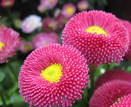 位圖 植物攝影 花卉 花朵 免費(fèi)素材