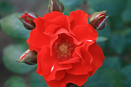 位圖 植物攝影 花卉 花朵 免費(fèi)素材