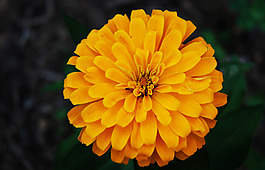 位圖 植物攝影 花卉 花朵 免費(fèi)素材