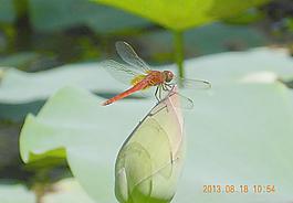 紅蜻蜓圖片