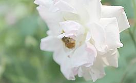 蜜蜂圖片