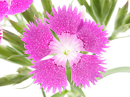 位圖 植物攝影 花卉 花朵 免費(fèi)素材