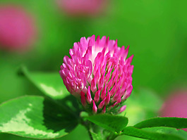 位圖 植物攝影 花卉 花朵 免費素材
